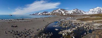 Penguins, South Georgia Island #13 Penguins, South Georgia Island #13