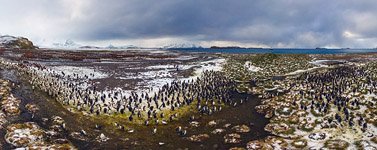 Penguins, South Georgia Island #18 Penguins, South Georgia Island #18