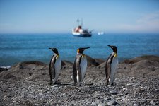 Penguins, South Georgia Island #15 Penguins, South Georgia Island #15