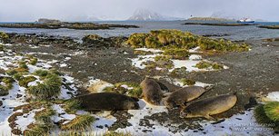 Seals, South Georgia Island #14 Seals, South Georgia Island #14