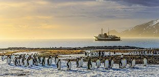 Penguins, South Georgia Island #1 Penguins, South Georgia Island #1