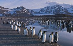 Penguins, South Georgia Island #8 Penguins, South Georgia Island #8